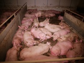 Schweine auf Vollspaltenboden