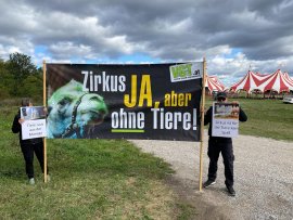 Zirkus 5
