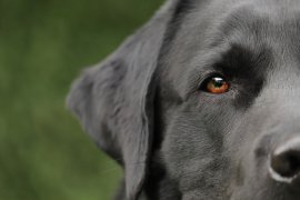 Hund