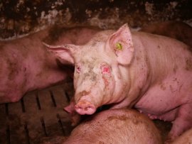 Schweine auf Vollspaltenboden