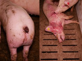 Schweine 2