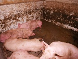 Schweine