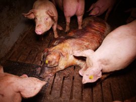 Totes Schwein zwischen anderen im Stall