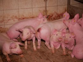 Schweine