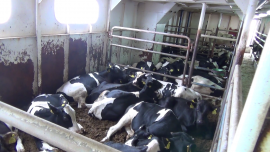 Tiertransportschiff 3