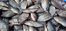 Fische 1