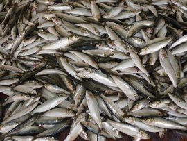 Fische 2