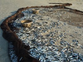 Fische 6