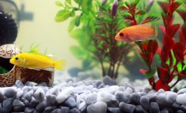 Fische 7
