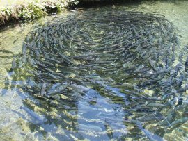 Aquakultur 1