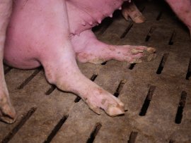 Schwein auf Vollspaltenboden
