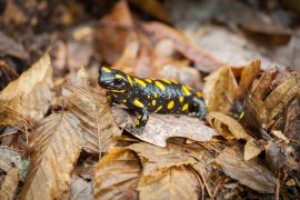 Feuersalamander