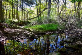 Teich im Wald