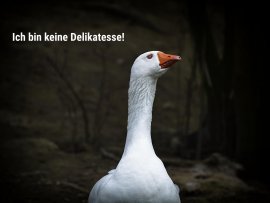 Gans