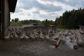 Gänsemast Ö