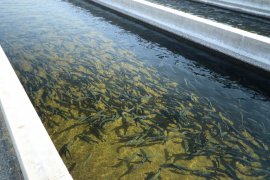 Fische 10