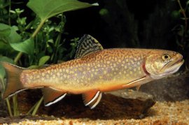 Fische 2