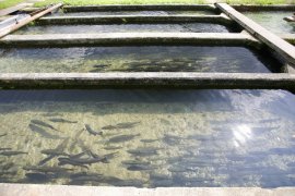 Fische 3