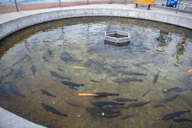 Fische 4