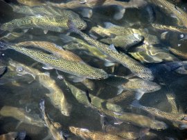 Fische 6