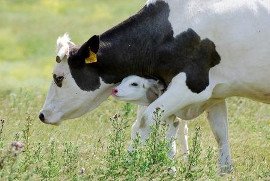 Kuh mit Kalb