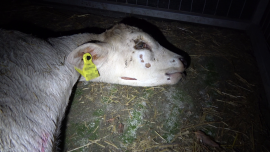 totes Kalb