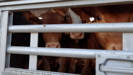 Tiertransport
