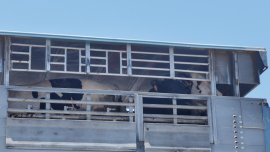Tiertransporter 1