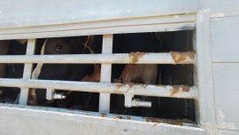 Tiertransporter 2