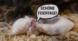 Mäuse 1