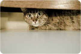 Katze