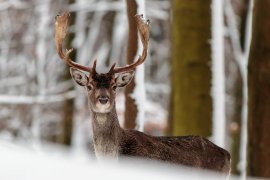 Damhirsch