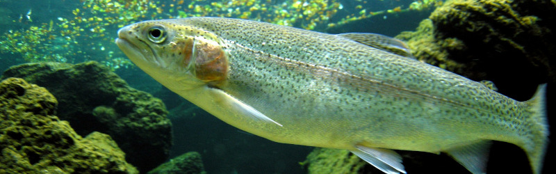 Tierschutz und Wassertiere