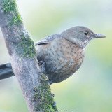 Vogelschutz in Österreich