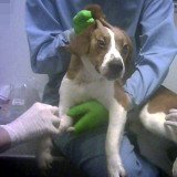 Update: Hunde immer noch vom Tierversuchstod bedroht!