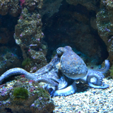 Erste Oktopus-Farm auf Gran Canaria geplant