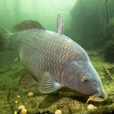 Fische in Österreich