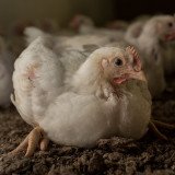 UK: Masthuhn-Initiative als Tierschutzstrategie