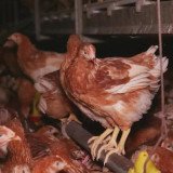 Studie: Brustbeinbrüche durch Überzüchtung bei Legehennen