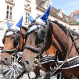 Wieder Unfall mit Fiaker – Verbot muss her!