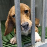 Initiative „Save Cruelty-Free Cosmetics“: Österreich hinkt hinterher