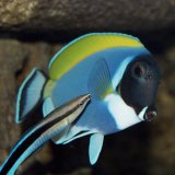Intelligenz und Bewusstsein bei Fischen – Teil 2