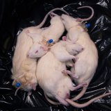 Meilenstein: 1 Mio. Stimmen gegen Tierversuche