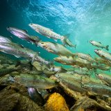 Soziale Intelligenz bei Fischen