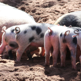 Der Körper der Schweine