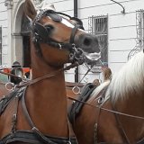 Protestieren Sie bei den Salzburger Politiker:innen gegen die Vertragsverlängerung mit den Fiakern!