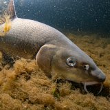 Artikelsammlung zu Wassertieren 2022
