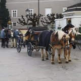 Sehr geehrter Herr DI Preuner: setzen Sie dem Tierleid ein Ende!