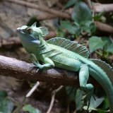 Reptilienzoo hält sich immer noch nicht ans Gesetz