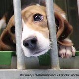 Lebensgefahr! Uni will Beagles töten lassen